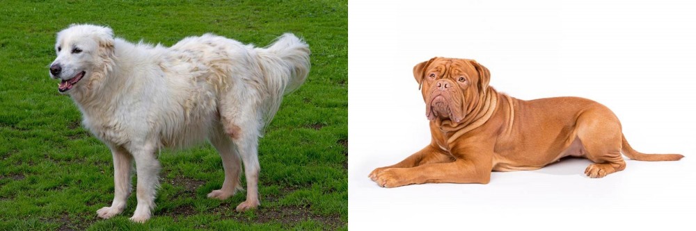 Dogue De Bordeaux vs Abruzzenhund - Breed Comparison