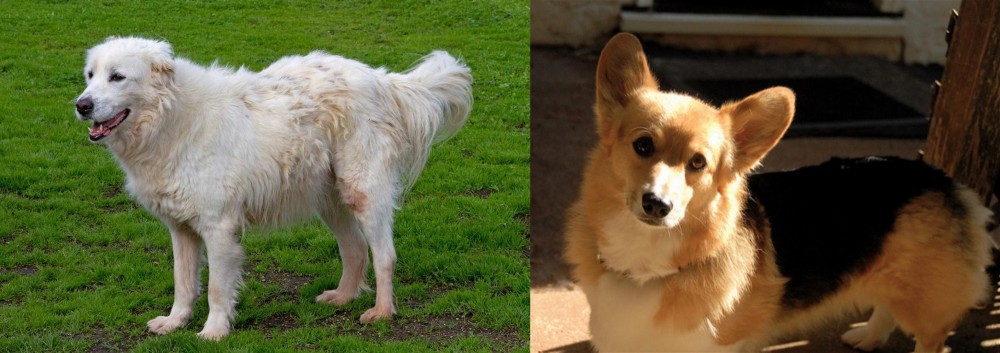 Dorgi vs Abruzzenhund - Breed Comparison