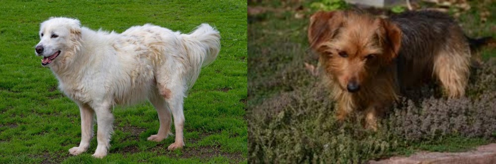 Dorkie vs Abruzzenhund - Breed Comparison