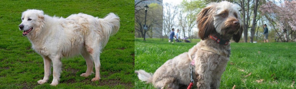 Doxiepoo vs Abruzzenhund - Breed Comparison