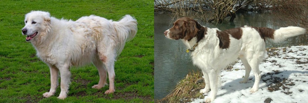 Drentse Patrijshond vs Abruzzenhund - Breed Comparison