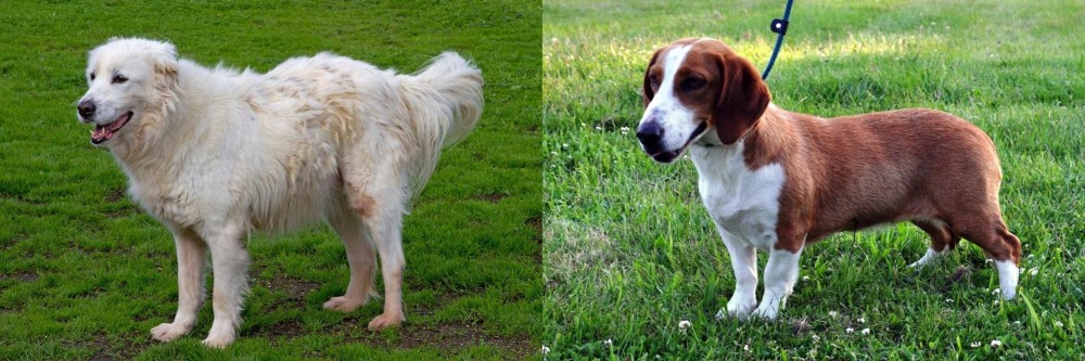 Drever vs Abruzzenhund - Breed Comparison
