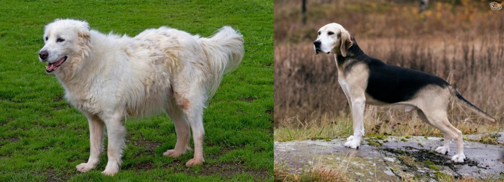 Dunker vs Abruzzenhund - Breed Comparison