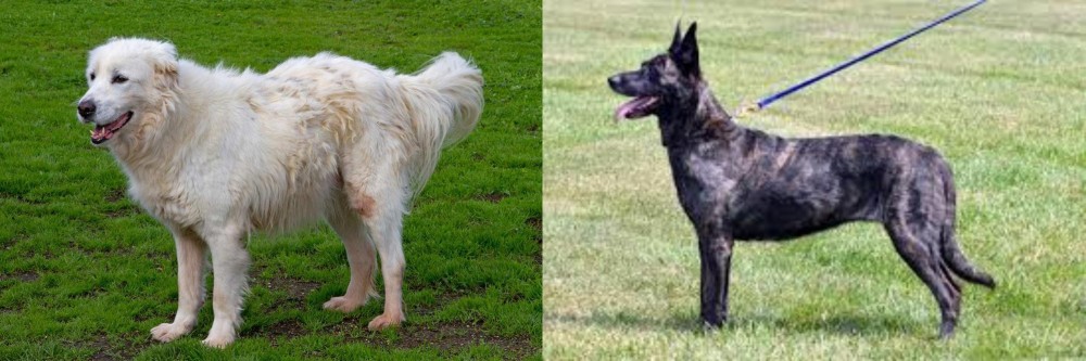Dutch Shepherd vs Abruzzenhund - Breed Comparison
