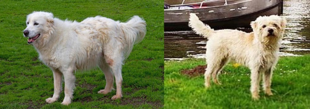 Dutch Smoushond vs Abruzzenhund - Breed Comparison