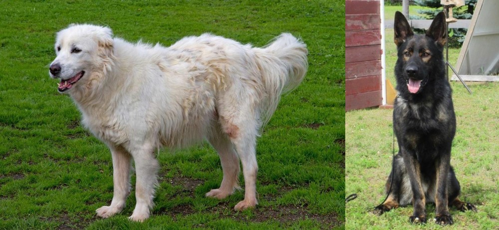 East German Shepherd vs Abruzzenhund - Breed Comparison