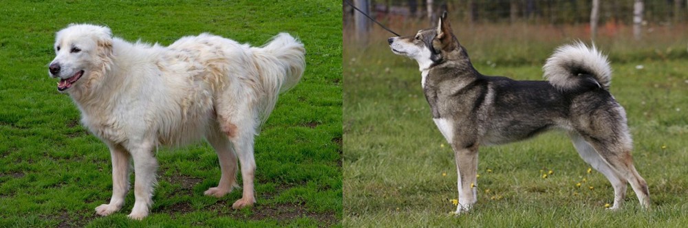 East Siberian Laika vs Abruzzenhund - Breed Comparison