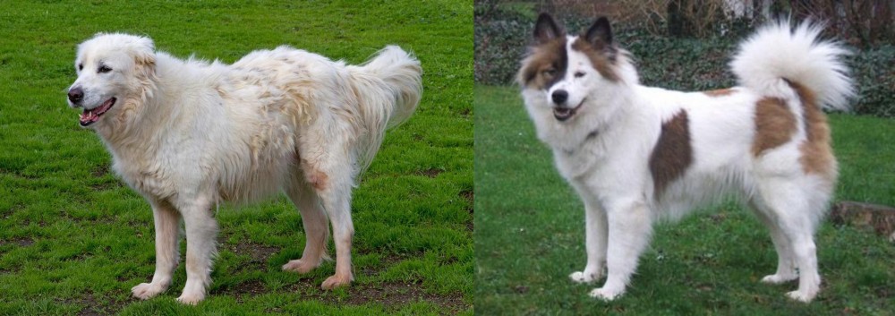 Elo vs Abruzzenhund - Breed Comparison
