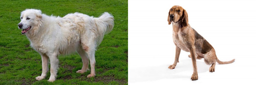 English Coonhound vs Abruzzenhund - Breed Comparison