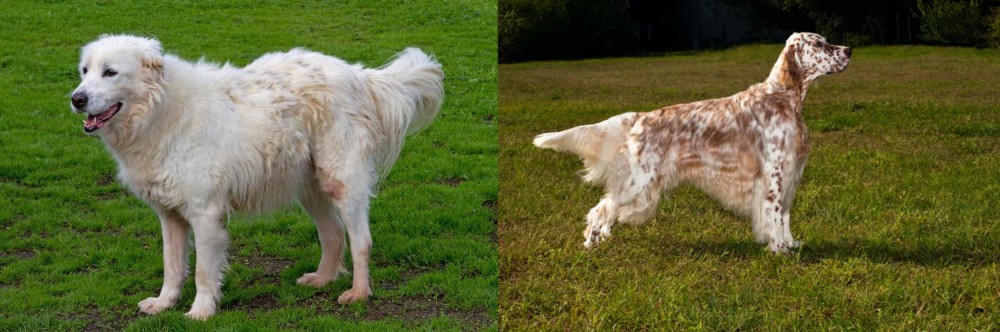 English Setter vs Abruzzenhund - Breed Comparison