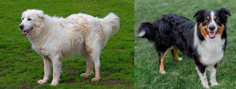 English Shepherd vs Abruzzenhund - Breed Comparison