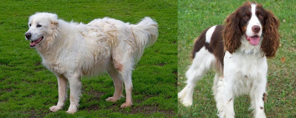 English Springer Spaniel vs Abruzzenhund - Breed Comparison