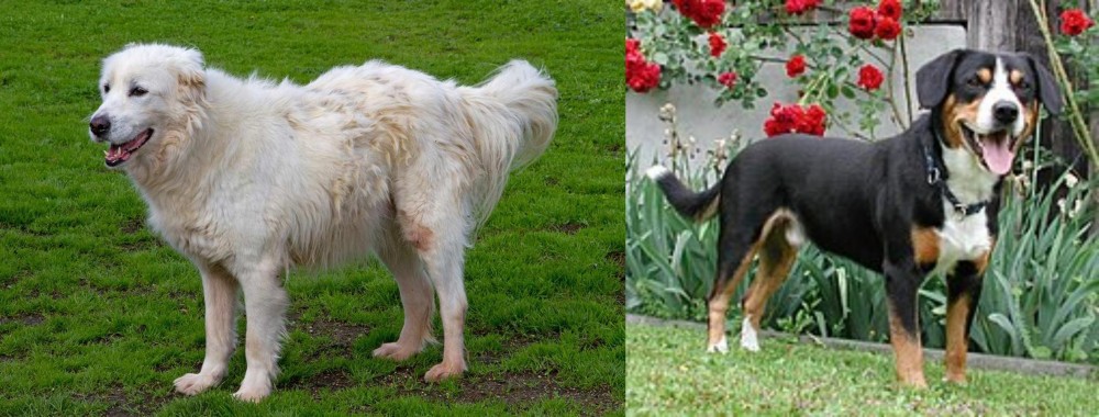 Entlebucher Mountain Dog vs Abruzzenhund - Breed Comparison
