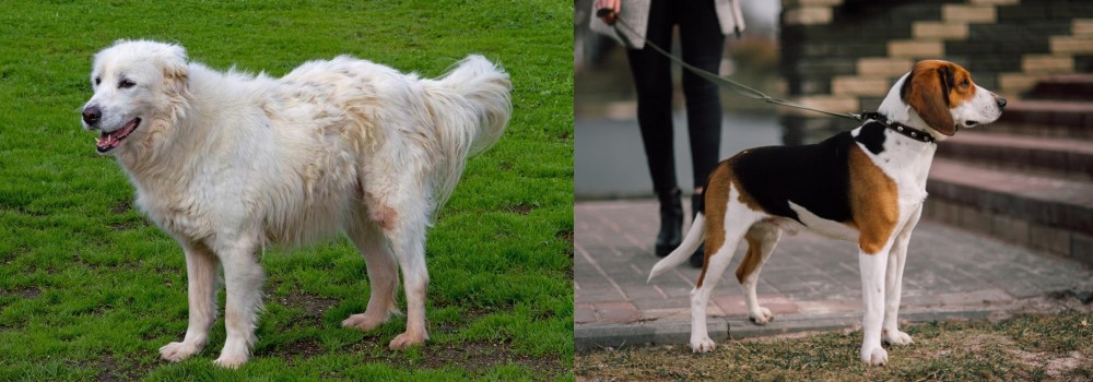 Estonian Hound vs Abruzzenhund - Breed Comparison