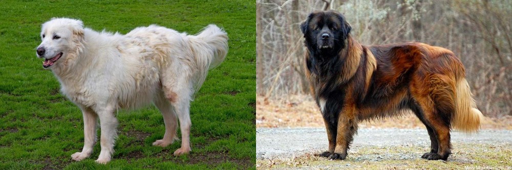 Estrela Mountain Dog vs Abruzzenhund - Breed Comparison