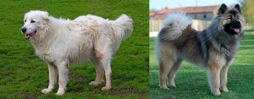 Eurasier vs Abruzzenhund - Breed Comparison