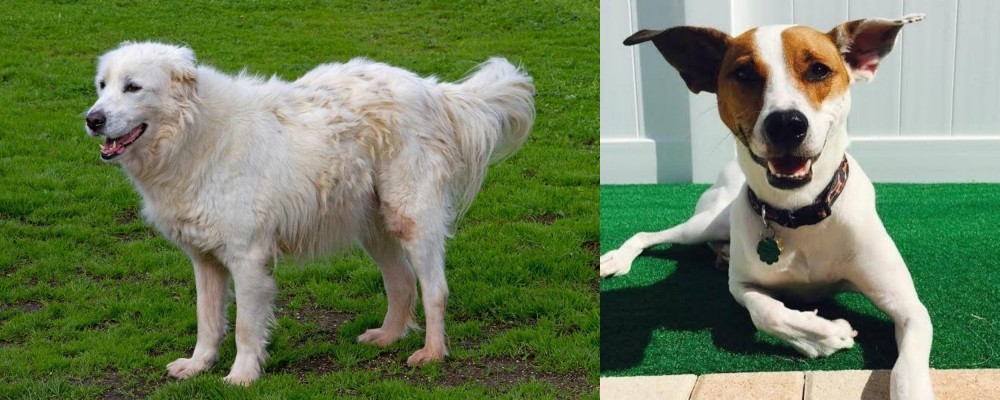Feist vs Abruzzenhund - Breed Comparison