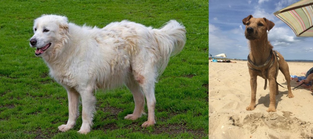 Fell Terrier vs Abruzzenhund - Breed Comparison