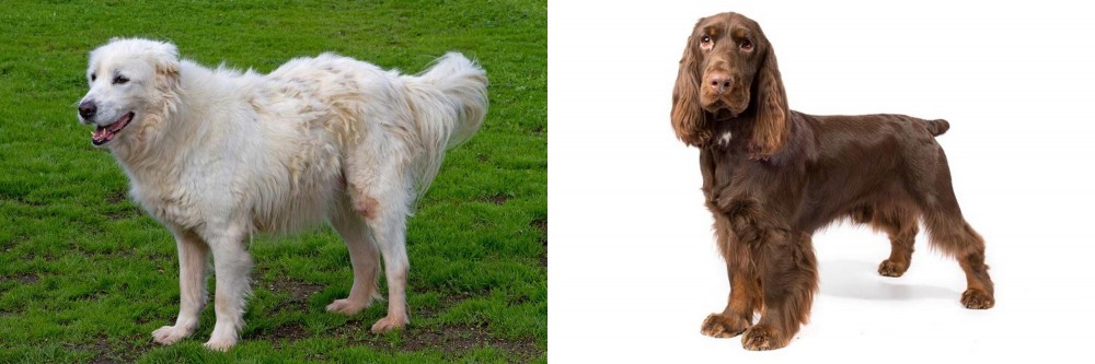 Field Spaniel vs Abruzzenhund - Breed Comparison