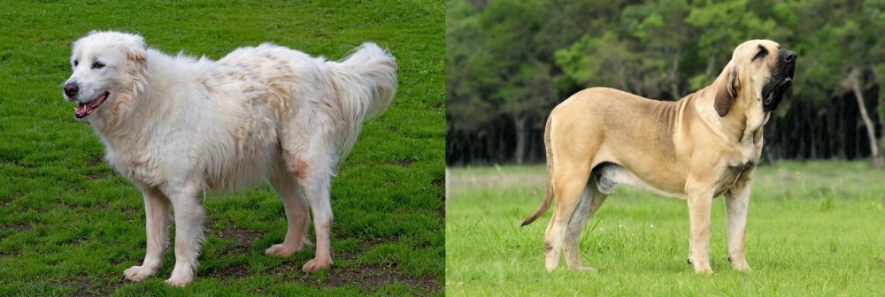 Fila Brasileiro vs Abruzzenhund - Breed Comparison