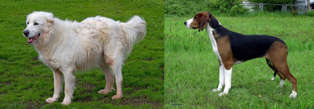 Finnish Hound vs Abruzzenhund - Breed Comparison
