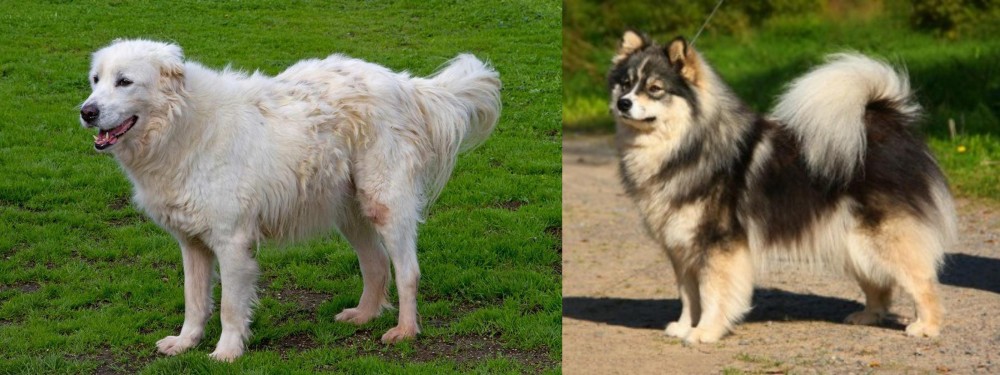 Finnish Lapphund vs Abruzzenhund - Breed Comparison