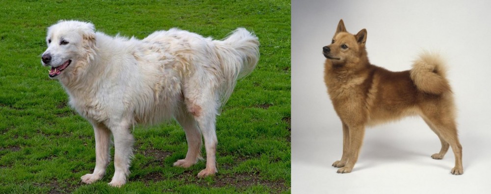 Finnish Spitz vs Abruzzenhund - Breed Comparison