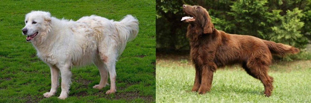 Flat-Coated Retriever vs Abruzzenhund - Breed Comparison