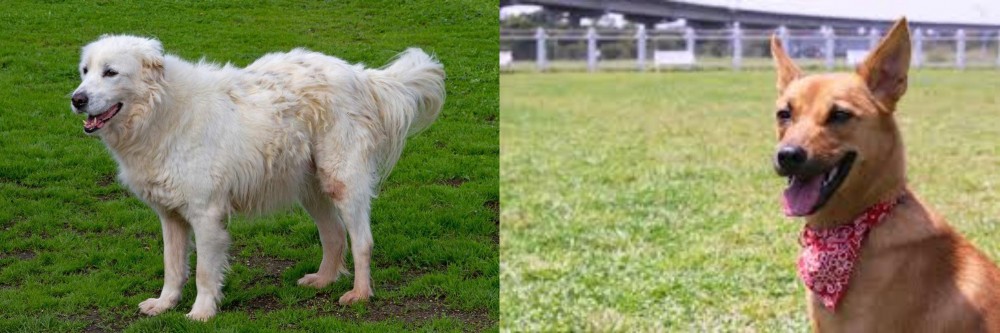 Formosan Mountain Dog vs Abruzzenhund - Breed Comparison