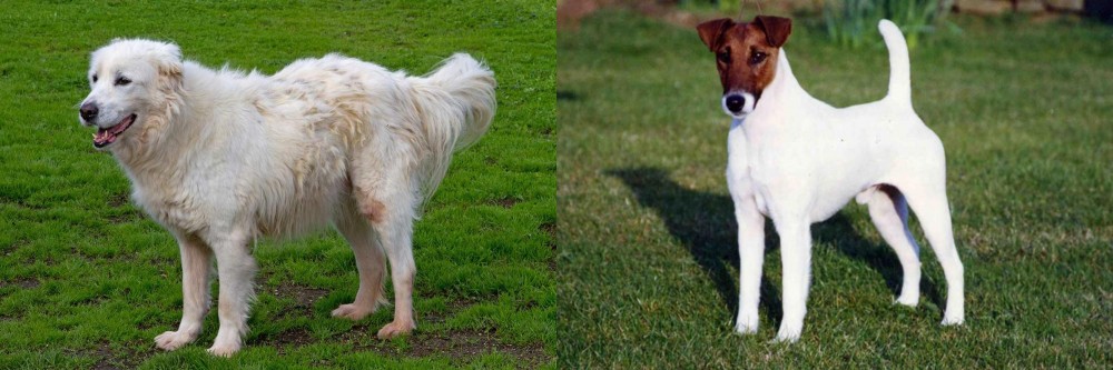 Fox Terrier (Smooth) vs Abruzzenhund - Breed Comparison