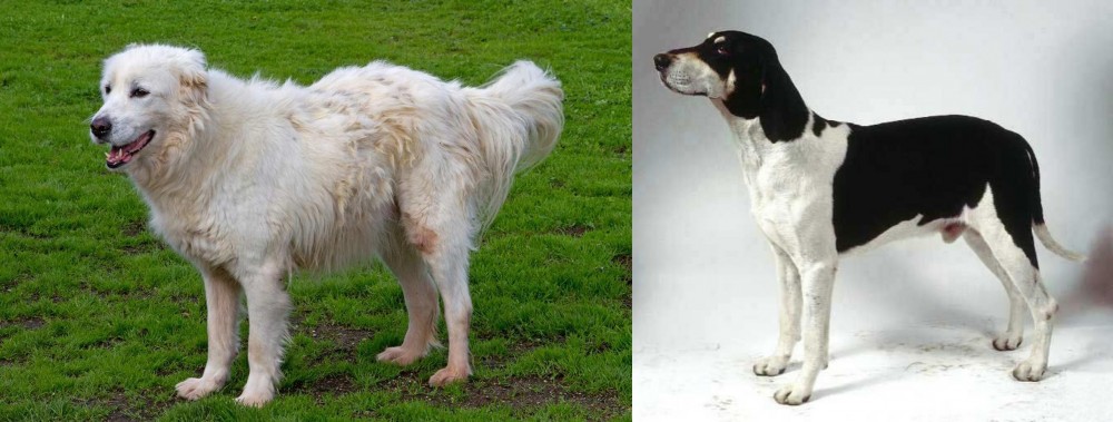 Francais Blanc et Noir vs Abruzzenhund - Breed Comparison