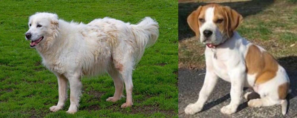 Francais Blanc et Orange vs Abruzzenhund - Breed Comparison
