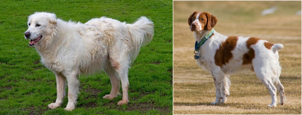 French Brittany vs Abruzzenhund - Breed Comparison