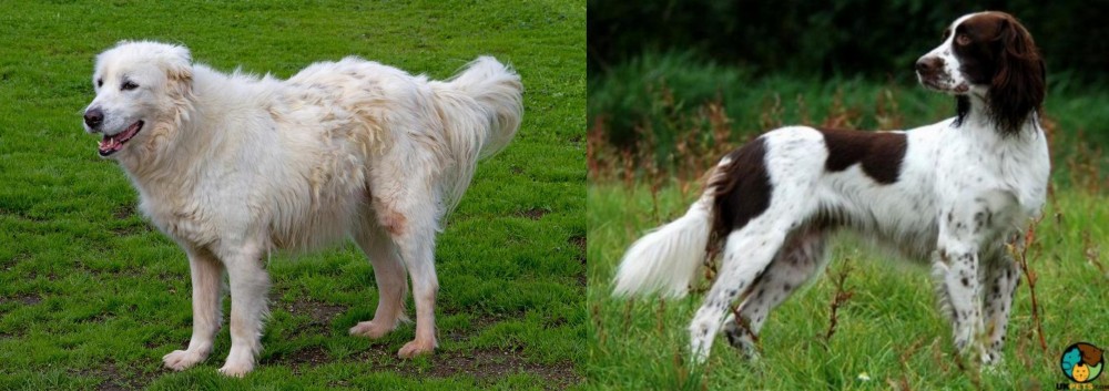 French Spaniel vs Abruzzenhund - Breed Comparison