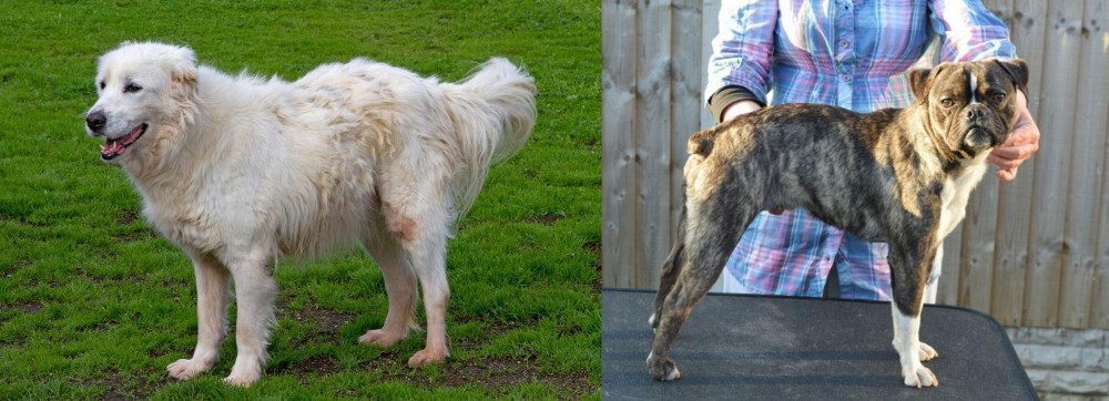Fruggle vs Abruzzenhund - Breed Comparison