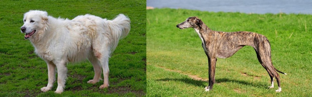 Galgo Espanol vs Abruzzenhund - Breed Comparison