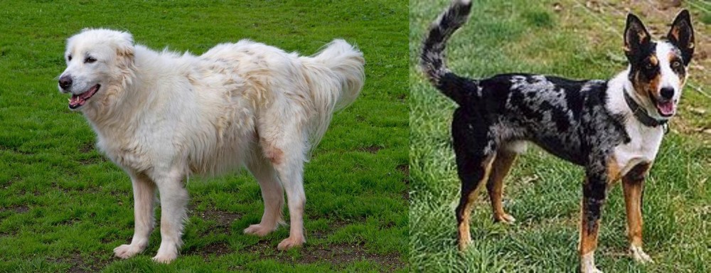 German Coolie vs Abruzzenhund - Breed Comparison