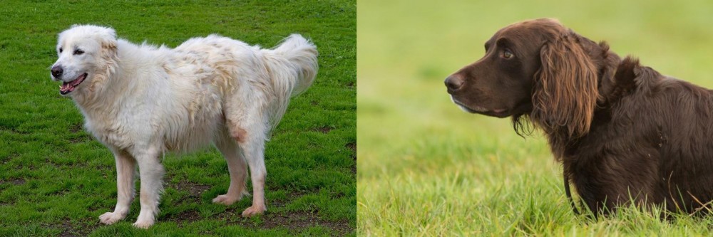German Longhaired Pointer vs Abruzzenhund - Breed Comparison