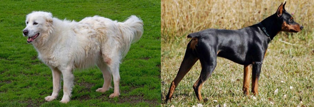 German Pinscher vs Abruzzenhund - Breed Comparison