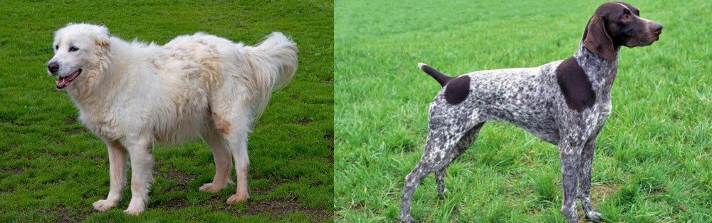 German Shorthaired Pointer vs Abruzzenhund - Breed Comparison