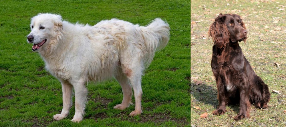 German Spaniel vs Abruzzenhund - Breed Comparison