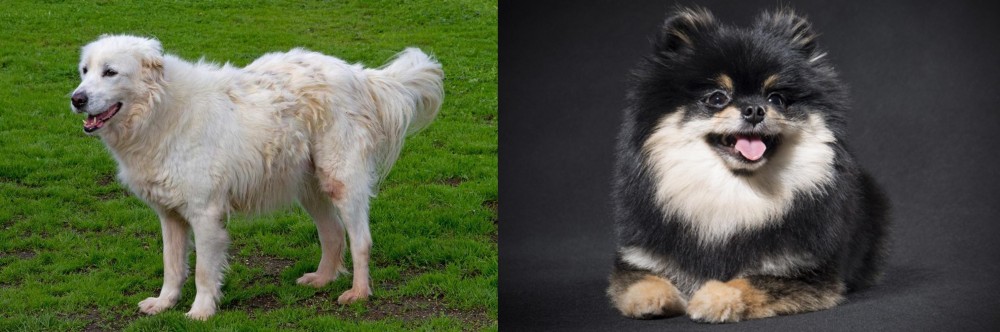 German Spitz (Klein) vs Abruzzenhund - Breed Comparison