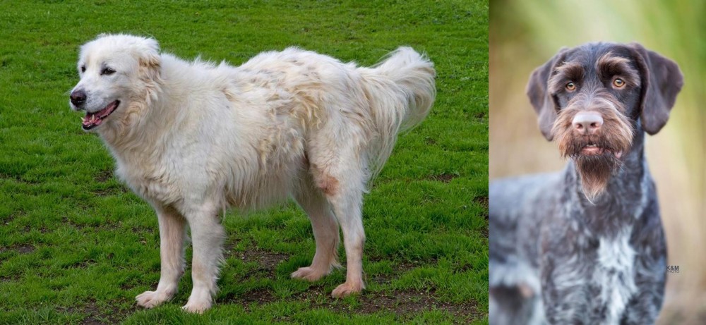 German Wirehaired Pointer vs Abruzzenhund - Breed Comparison