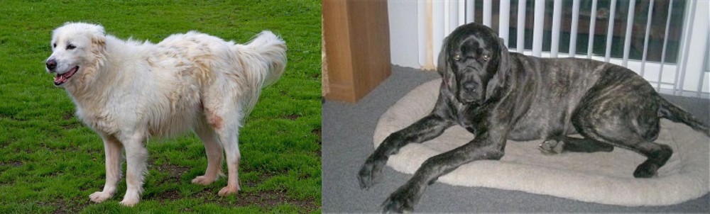 Giant Maso Mastiff vs Abruzzenhund - Breed Comparison