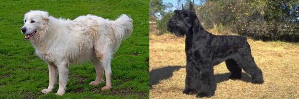 Giant Schnauzer vs Abruzzenhund - Breed Comparison