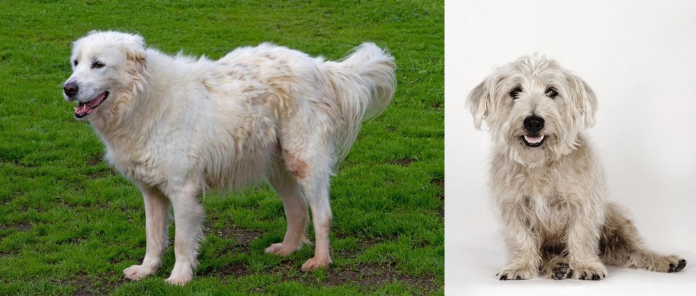 Glen of Imaal Terrier vs Abruzzenhund - Breed Comparison