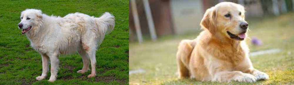 Goldador vs Abruzzenhund - Breed Comparison