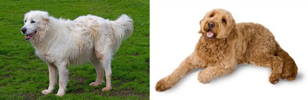 Golden Doodle vs Abruzzenhund - Breed Comparison