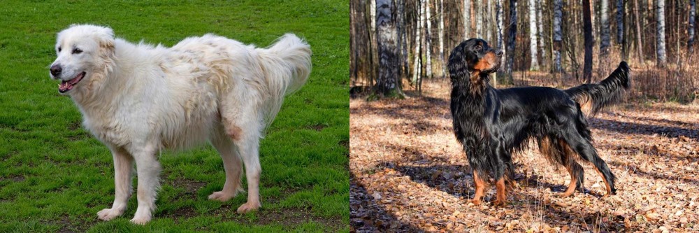Gordon Setter vs Abruzzenhund - Breed Comparison