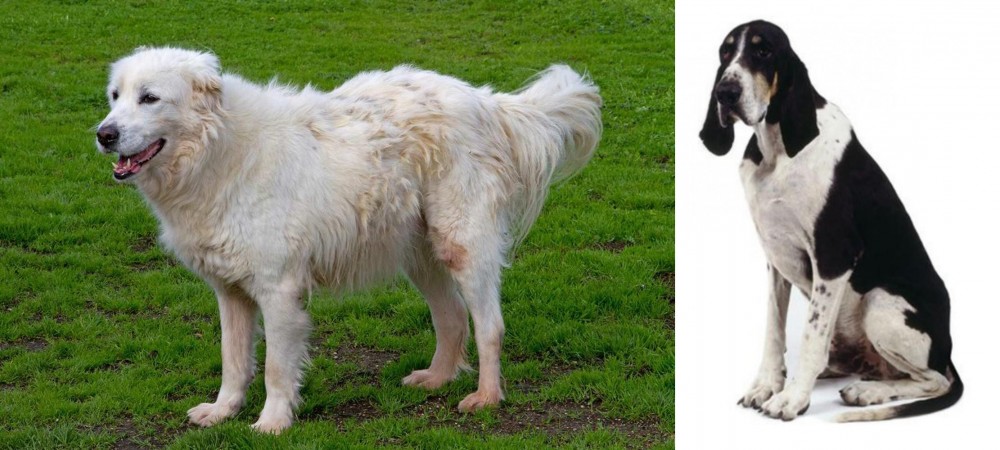 Grand Anglo-Francais Blanc et Noir vs Abruzzenhund - Breed Comparison